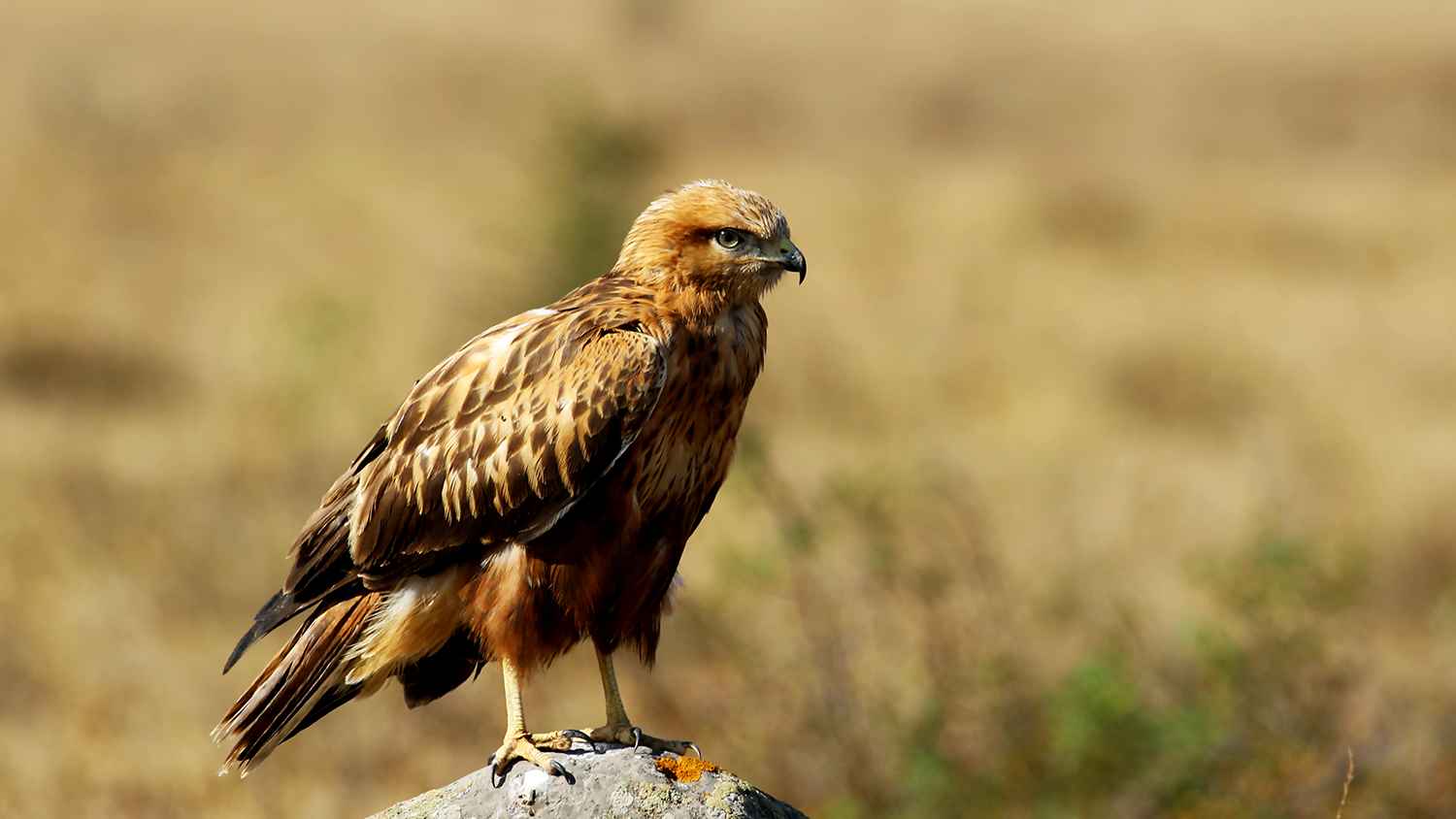 Long-legged Buzzard